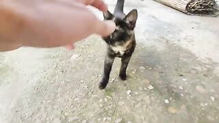 A street cat is running towards me, meowing and asking me for food