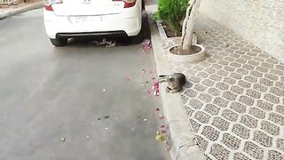 Tabby and calico cats wait for me on the sidewalk to eat