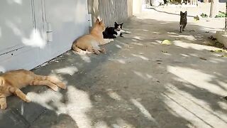 Two sibling kittens waiting for food on the wall are so cute