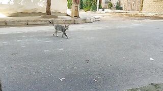 Tabby cat with green eyes asks me for food with her cute meow