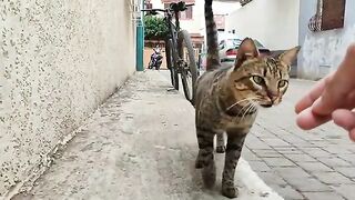 The calico mother cat and her kittens came towards me because they were very hungry.