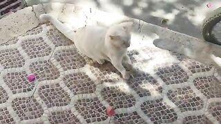 A Very Cute Tabby Cat Living on The Street.