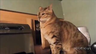 Funny Cats Compilation (Most Popular)