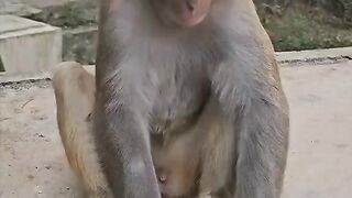 Il joue avec le singe