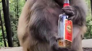 Le singe boi le vin