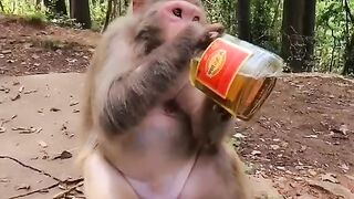 Le singe boi le vin