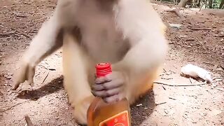 Le singe boi le vin