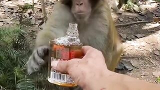 Le singe boi le vin