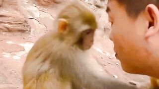 Il joue avec le bébé singe