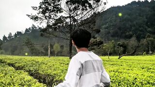 Wisata Kebun Teh Tambi