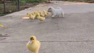 Guess who's in charge of the quack patrol now ?