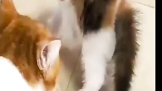 Funny animal video