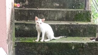 Meow meow of a beautiful white cat.