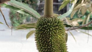 Hanya buah durian