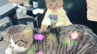 Si Kucing kecil ini Pijat Boss nya