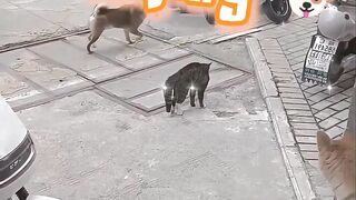 1 Kucing  Vs  3 Anjing