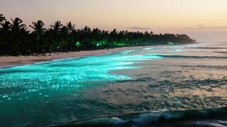 Bioluminescent plankton illuminate the waves on a tropical beach