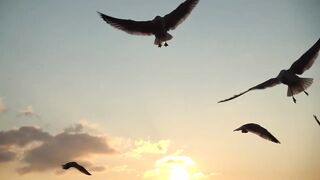 Birds Free Stock Footage - Beautiful Flying Birds Stock Footage (No Copyright)__Free To Use