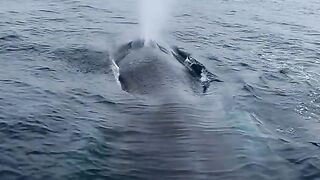 the whale is taking a breath