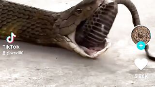 Un serpent qui avale l'autre????????