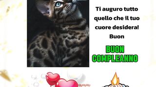 Complianno Del Mio gatto