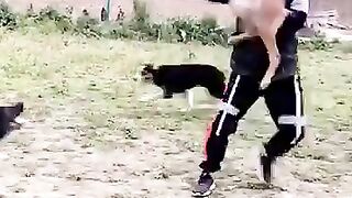 Ninja Skill Dog's