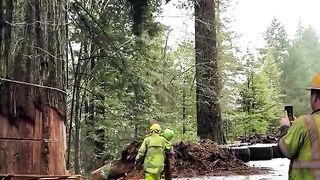 felling of giant trees