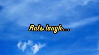 Animal Facts        Rat Laughter          #shorts