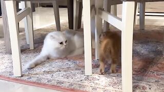 Kitten Bronze Puffs Up with Spiky Fur to Scare Lucy – So Funny!