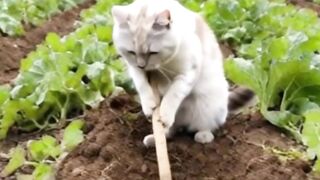 smart cat farming