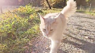 Cat Hunts Sheep!