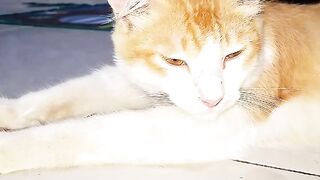 Cute my cat