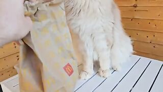 Cats Eat McDonald's Cheeseburger!