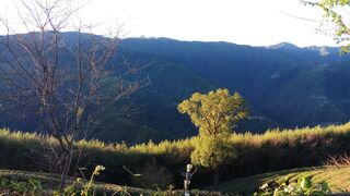 tea picking