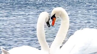 Two swans playing in the water