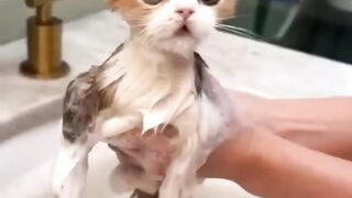 Funny cat videos | cute cats | Try not to laugh | Cat videos Compilation #shorts