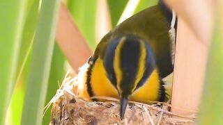 Many-colored Rush Tyrant (Tachuris rubrigastra)