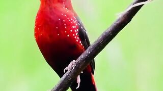 red avadavat (Amandava amandava)