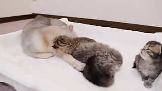 The big brother cat who worked hard to raise his kitten was so cute!