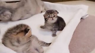 The kitten complaining to its mother cat was so cute!