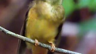 Royal Flycatcher