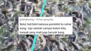 Kata penjual itu bibit lele sehat, Tapi setelah sampai ke kolam kita,  Banyak yang mati