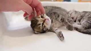 The kitten's cries when she asked her older cat to use the litter box were so...