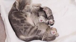 Here are the world's cutest kitten siblings in a good morning p...