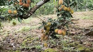 Rambutan fruit