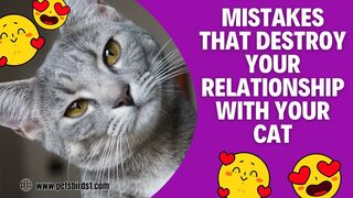 Avoid this with your cat | Feline care