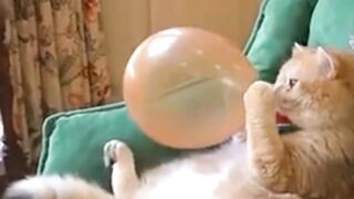 "Cat blowing up a balloon"