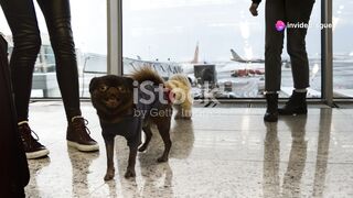 Pet dogs on plane travel