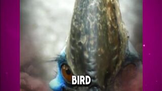 Have you ever heard of the bird that is considered one of the most dangerous birds in the world?