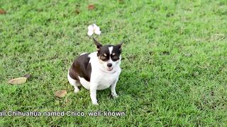 Chihuahua